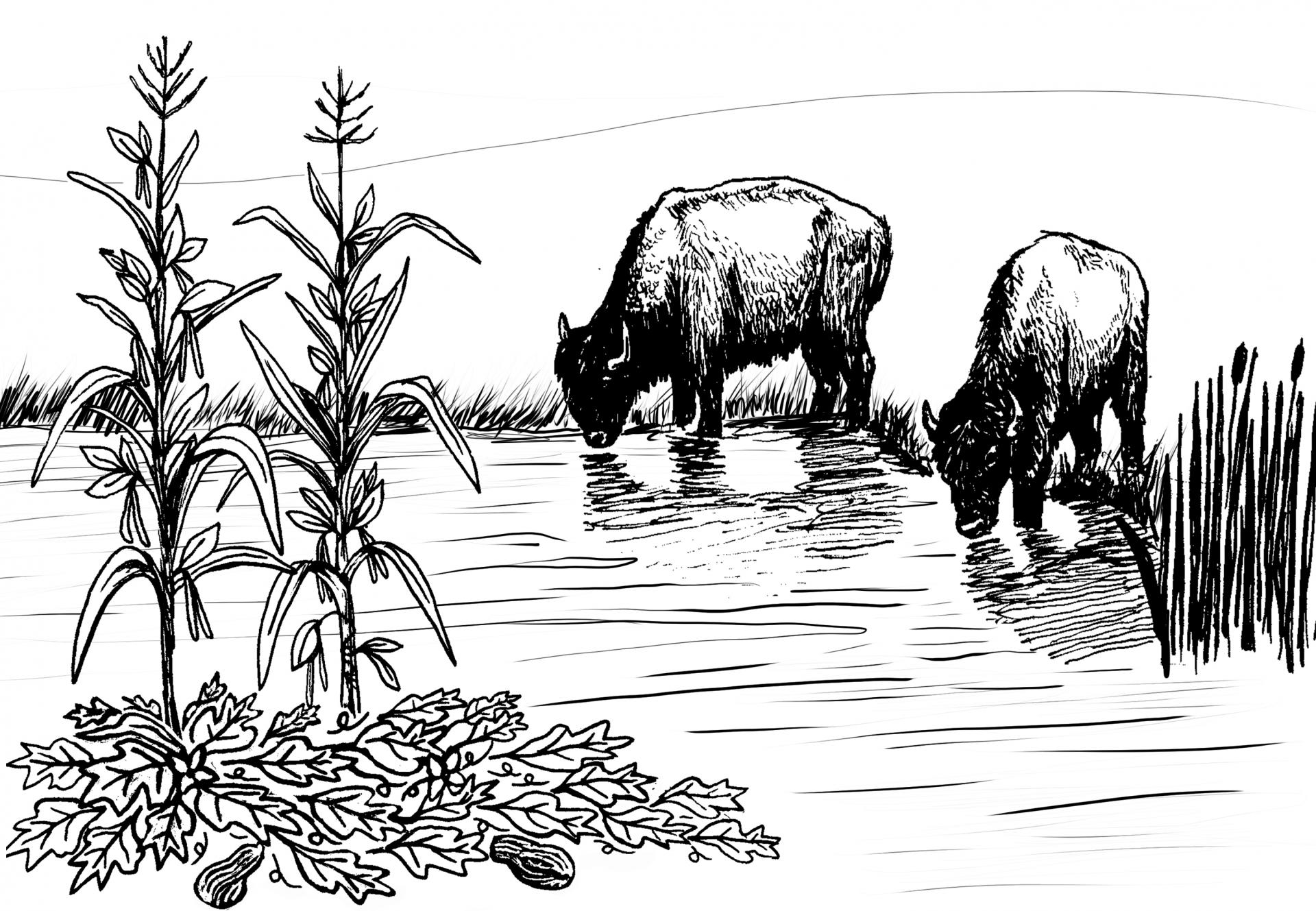 drawing-of-bison-drinking-water-from-river-and-three-sisters-garden