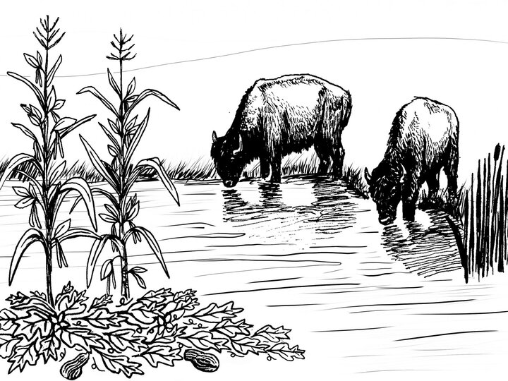 illustration of bison drinking water by a river alongside a garden containing a traditional three sisters garden (corn, climbing beans, and squash))