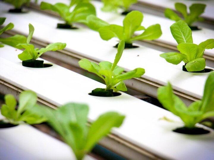 lettuce growing in a hydroponics system