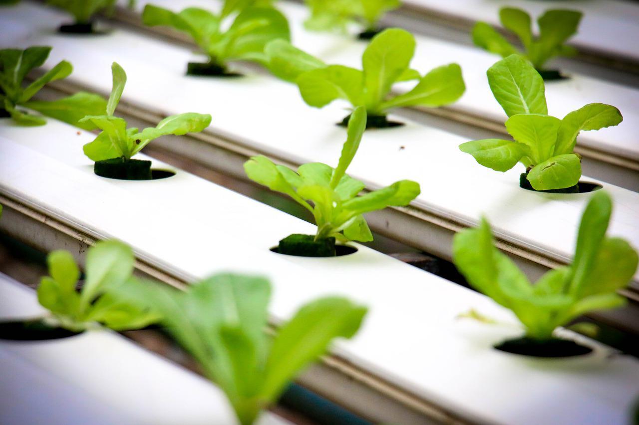 lettuce growing in hydroponics
